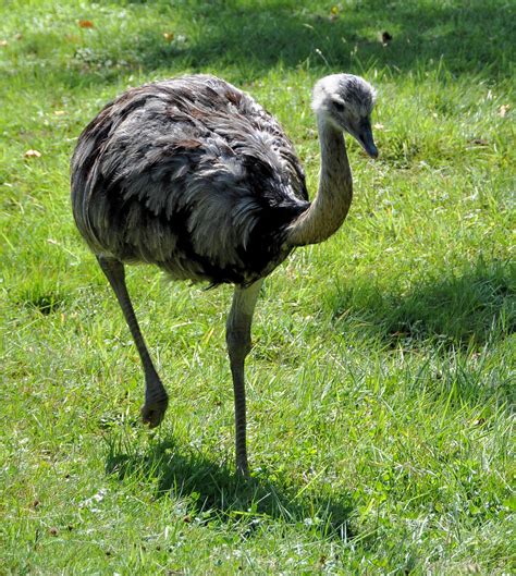 Rhea Rheas Are Large Flightless Birds With Gray Brown Plu Flickr