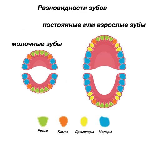 Зубы человека схема с названиями