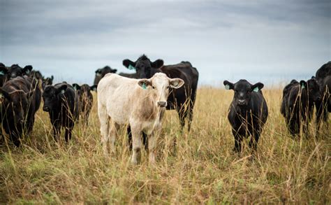 Peterson Farm & Livestock - American AgCredit