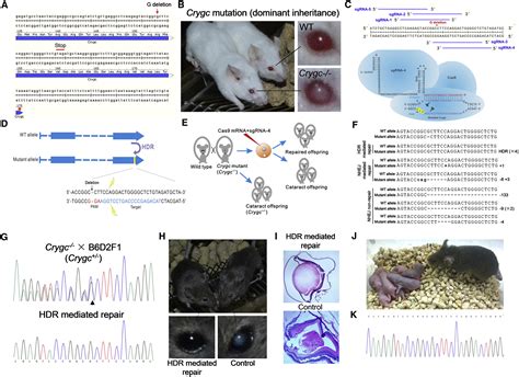 Correction Of A Genetic Disease In Mouse Via Use Of Crispr Cas9 Cell Stem Cell