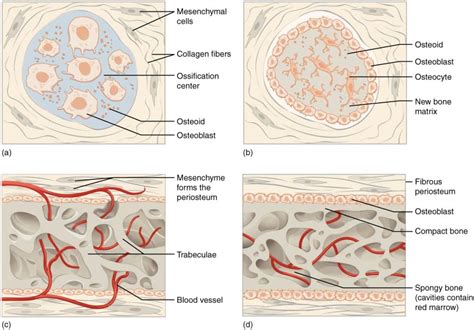 Bone Ossification Process Histology Teachmephysiology