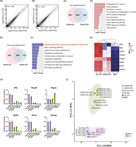 Gene Expression Patterns Of OSKMiPSCs And OSKMESCs A Gene