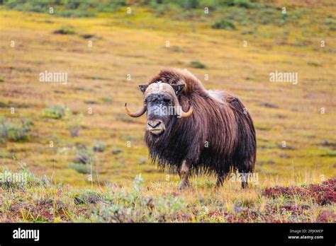 Usa Alaska Noatak National Preserve Bull Muskox On The Arctic Tundra