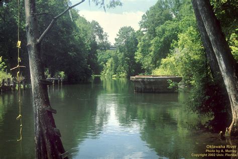 Rivers Plant Management In Florida Waters An Integrated Approach University Of Florida