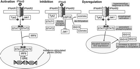 Type I Interferon Signaling Pathway Activation—ifnα Or Ifnβ Binding To