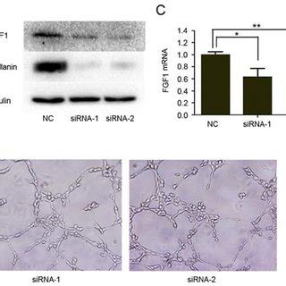 Podoplanin Regulated Fgf Expression And Angiogenesis In Vitro