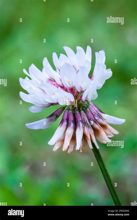 White Clover Trifolium Repens White Flower Just Starting To Open