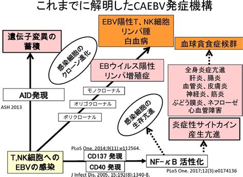 研究内容 東京医科歯科大学 先端血液検査学分野／血液疾患治療開発学分野