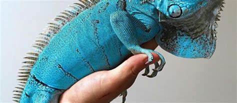 Iguanas For Sale Online Buy Baby Blue Iguana Iguana Breeders