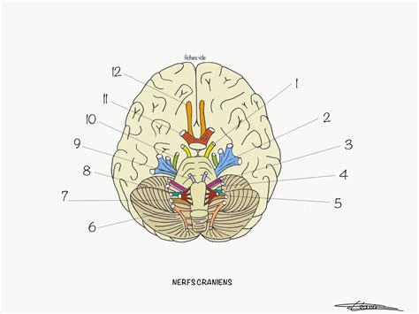 Nerf crâniens Fiches IDE