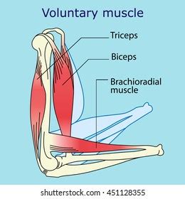 181 Voluntary Muscles Images, Stock Photos & Vectors | Shutterstock