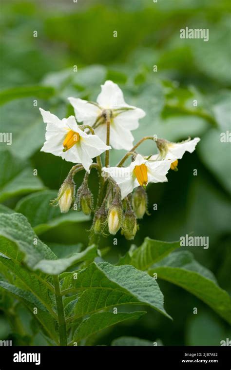 Flowers On An Organically Grown Pentland Javelin Potato Plant In A