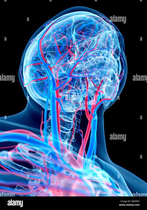 Human Vascular System Of The Head And Neck Illustration Stock Photo