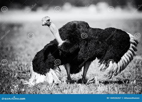 Ostrich Dancenew Zealand Stock Image 49399033