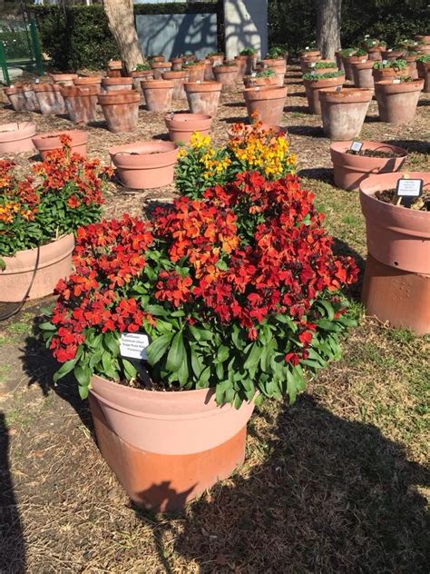 Erysimum Sugar Rush Red Dallas Arboretum Trial Garden