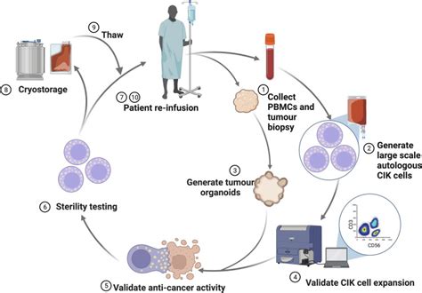 Clinical application of cytokine-induced killer (CIK) cell therapy in ...