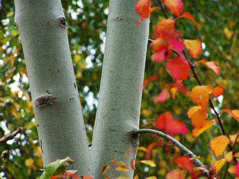 Eucalyptus Pauciflora Sieber Ex Spreng Jounama Snow Gum World Flora