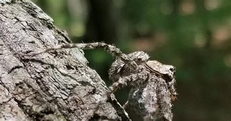 Thin Legged Wolf Spider Album On Imgur