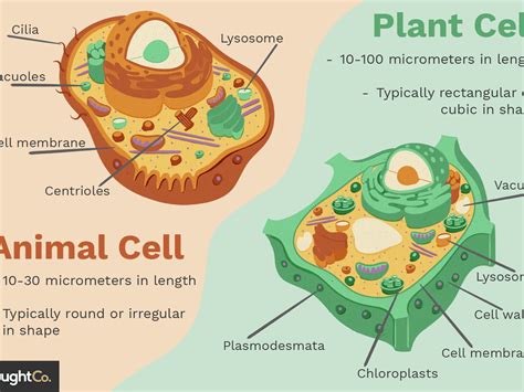 Plant Cell That Has Chloroplasts : Chloroplasts Tutoring Site For Cells ...