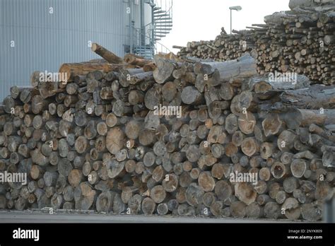 Linz Austria In A Biomass Power Plant Huge Piles Of Logs Are