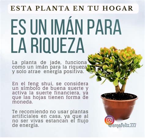 Plantas Que Debes Colocar En La Entrada De Tu Casa Para Alejar