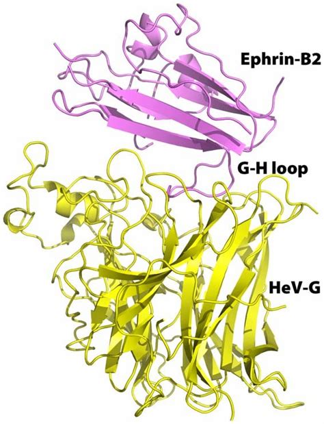 Structure Of The HeV G Ephrin B2 Complex The HeV G And Ephrin B2