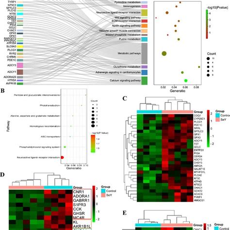 GO Enrichment For Up And Down Regulated Genes In The Broiler Livers