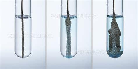 Photograph | Copper Reacts with Silver Nitrate | Science Source Images