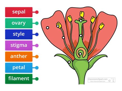 Parts Of A Flower Labelled Diagram