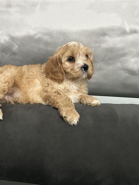 Cavapoo Hybryda Sunia Gotowa Do Odbioru Starogard Gda Ski Olx Pl