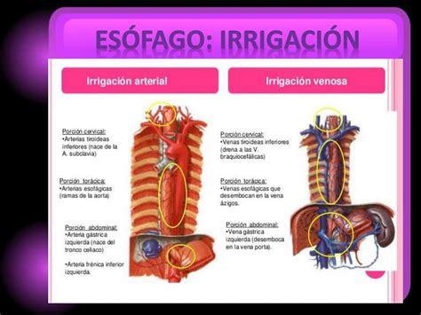 PPT PRESENTACIÓN DE ESÓFAGO Y ESTOMAGO CLASE DE LA PROFE ESMIRNA