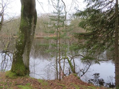 Skov Fyr Pinus Sylvestris Naturbasen