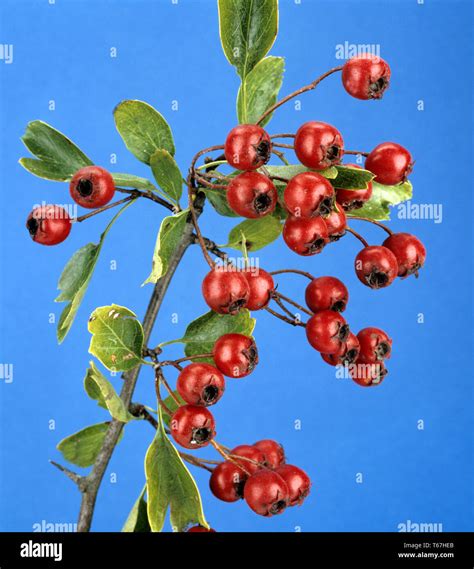 Hawthorn Thornapple Genus Crataegus Stock Photo Alamy