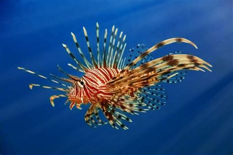 Lionfish American Oceans