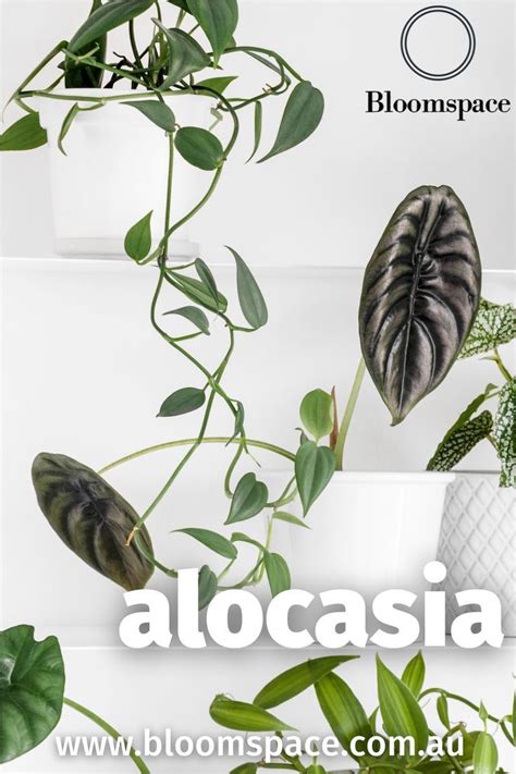 What Do Alocasia Love Most Indoor Tropical Plants Alocasia Plant