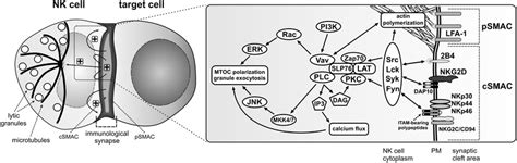 Activation Signals For Lytic Granule Polarization In Nk Cells The