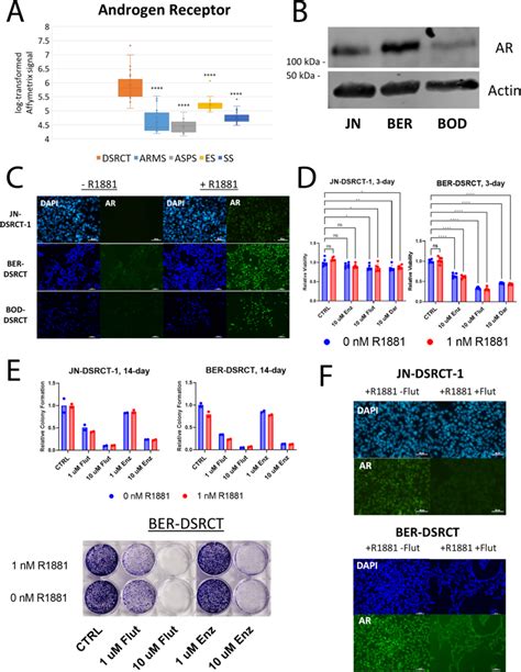 Androgen Antagonists Reduce Dsrct Growth A Relative Transcript Levels Download Scientific