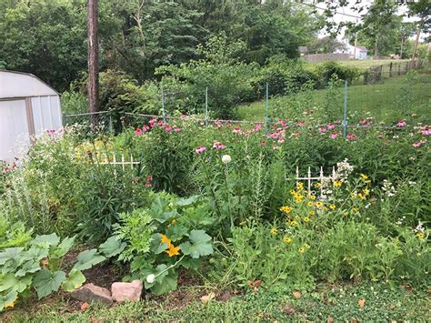 Pollinator Gardens Kansas City Community Gardens