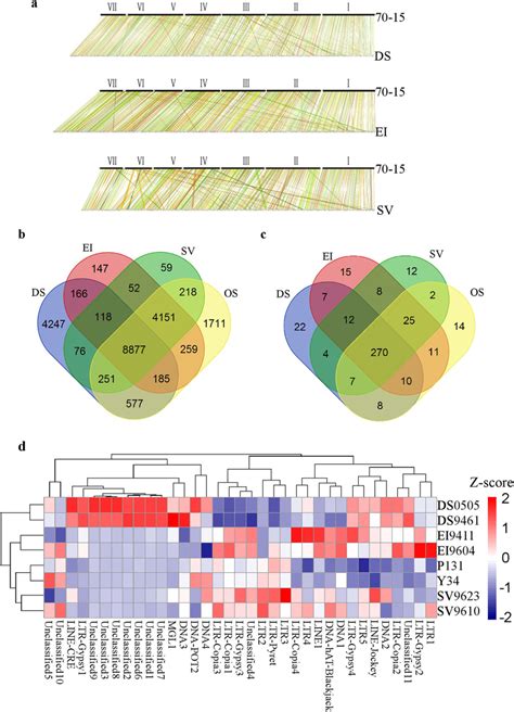 Comparative Genomic Analysis Of Magnaporthe Species A Whole Genome Download Scientific