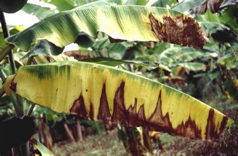 Cultivo Del Platano Plaga Y Enfermedades