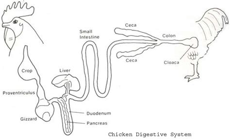 Diagram Of A Chicken Digestive System About Poultry Digestiv