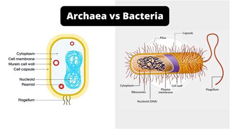 Comparing Archaea And Bacteria Venn Diagram