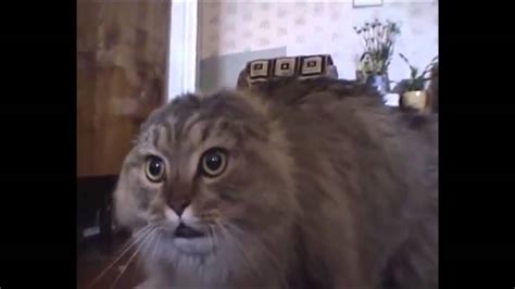 Funny Cats Compilation Most See Funny Cat Videos Ever Part 1 Youtube