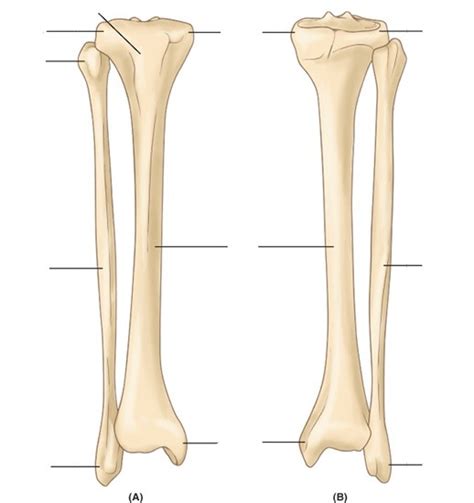 Tibia And Fibula Labeling Diagram Quizlet