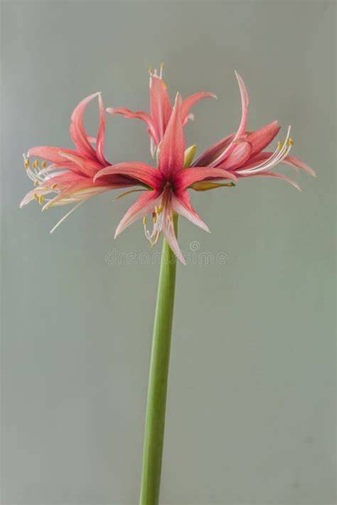 Hippeastrum Amaryllis `rose Cybister` On A Gray Background Stock Photo