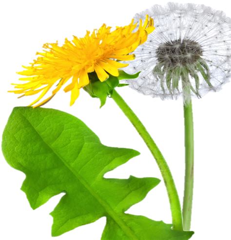 Dandelion Png Transparent Image Download Size 594x617px