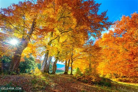 77 عکس زیبا و رویایی پاییز برای بک گراند و پروفایل