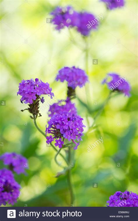 Verbena Rigida Hardy Garden Verbena Large Veined Verbena Slender