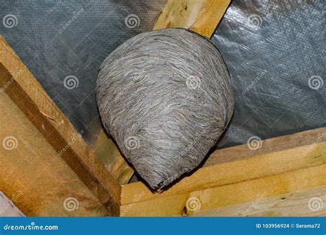 Huge Wasp Nest Stock Photo Image Of Nature Outdoor