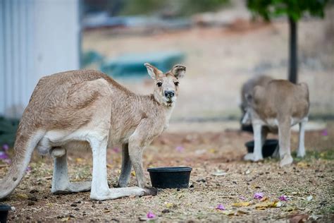 East Kimberley Wildlife Reserve Infuse Travel School Group Tours